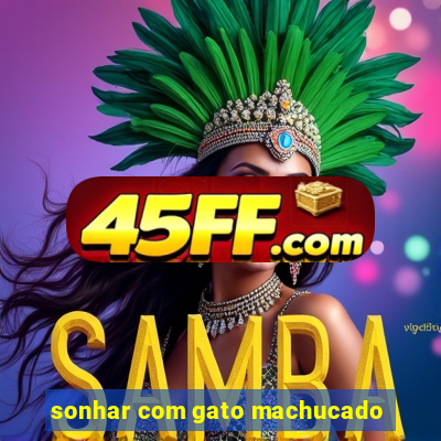 sonhar com gato machucado